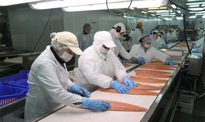 Nuevo arancel del 12,5% de EE. UU. preocupa por competitividad del salmón austral y empleabilidad local