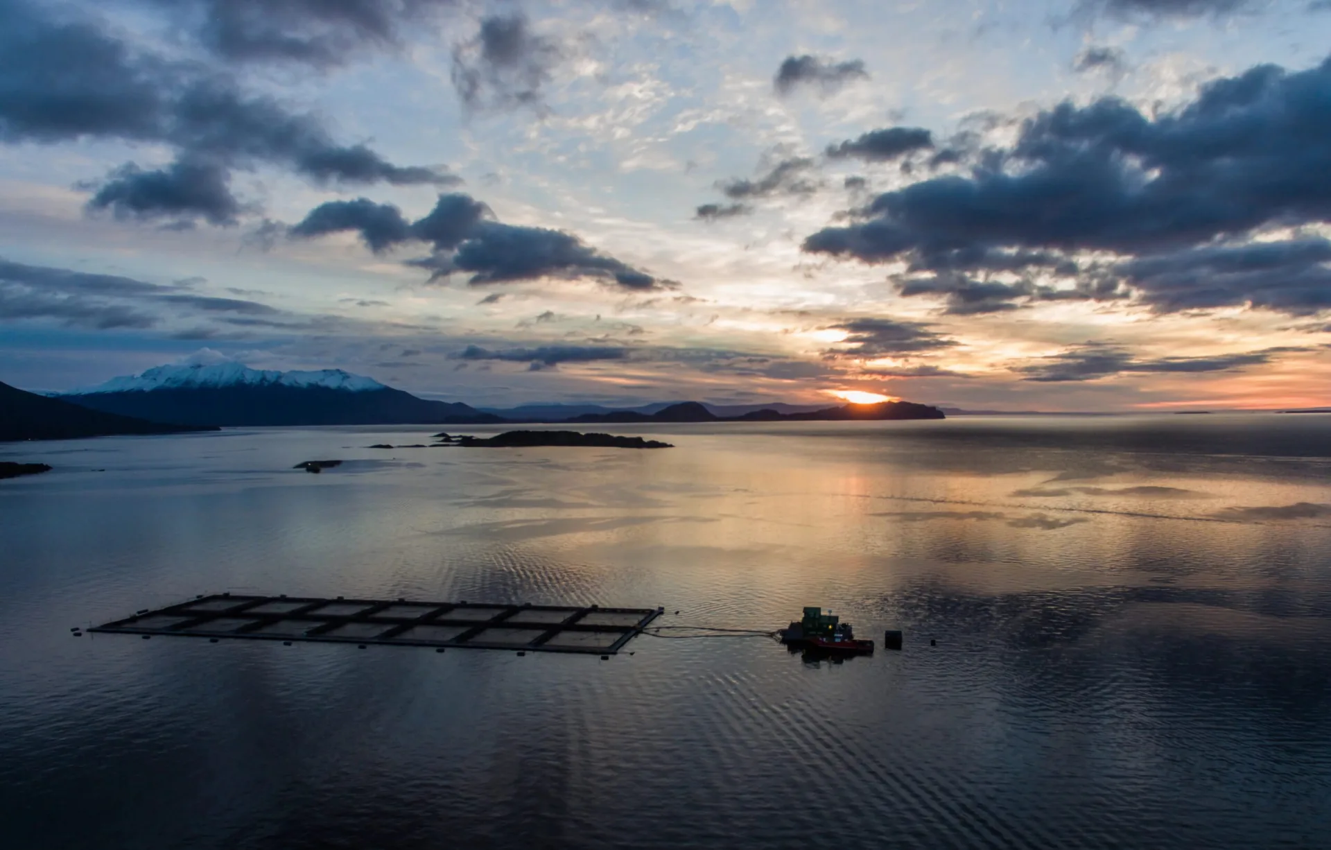 Aumento de exportaciones versus freno administrativo: La encrucijada del salmón en Magallanes