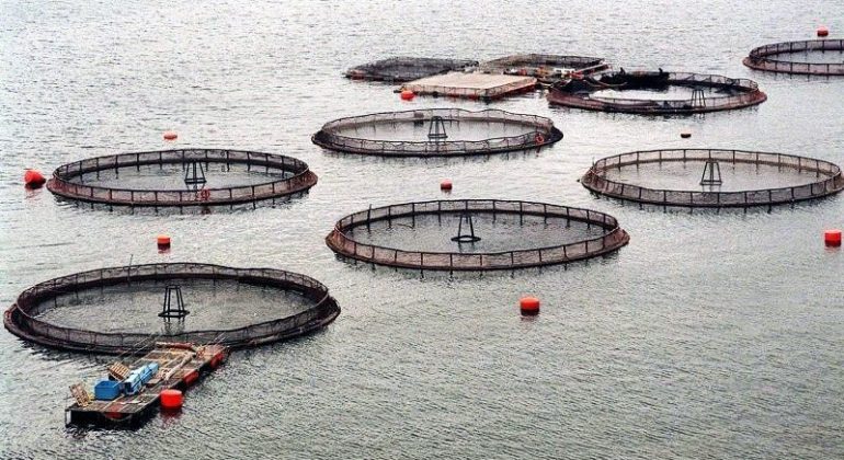Rechazan indicación que prohibía la salmonicultura en áreas silvestres protegidas