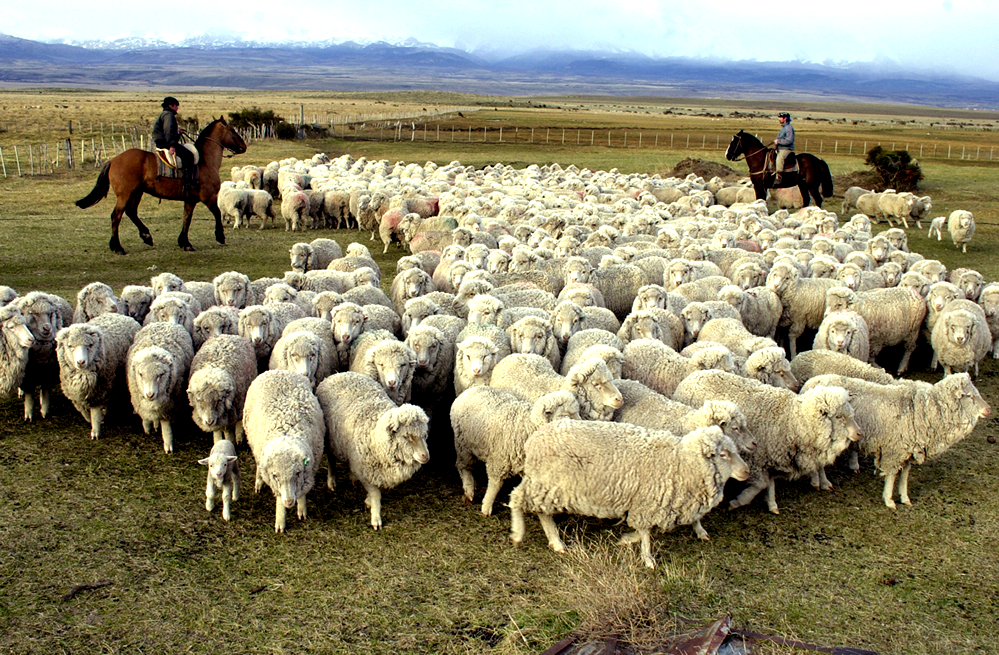 La ambiciosa apuesta que busca aumentar la producción de carne ovina exportable de Magallanes