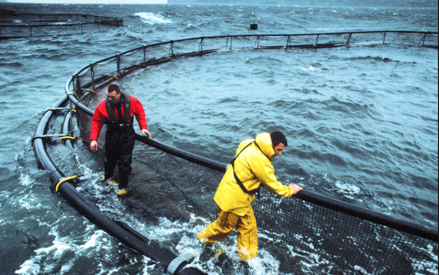 Los cuestionamientos ciudadanos que enfrentan las salmoneras por gestionar instalación de plantas de procesamiento de residuos en Magallanes