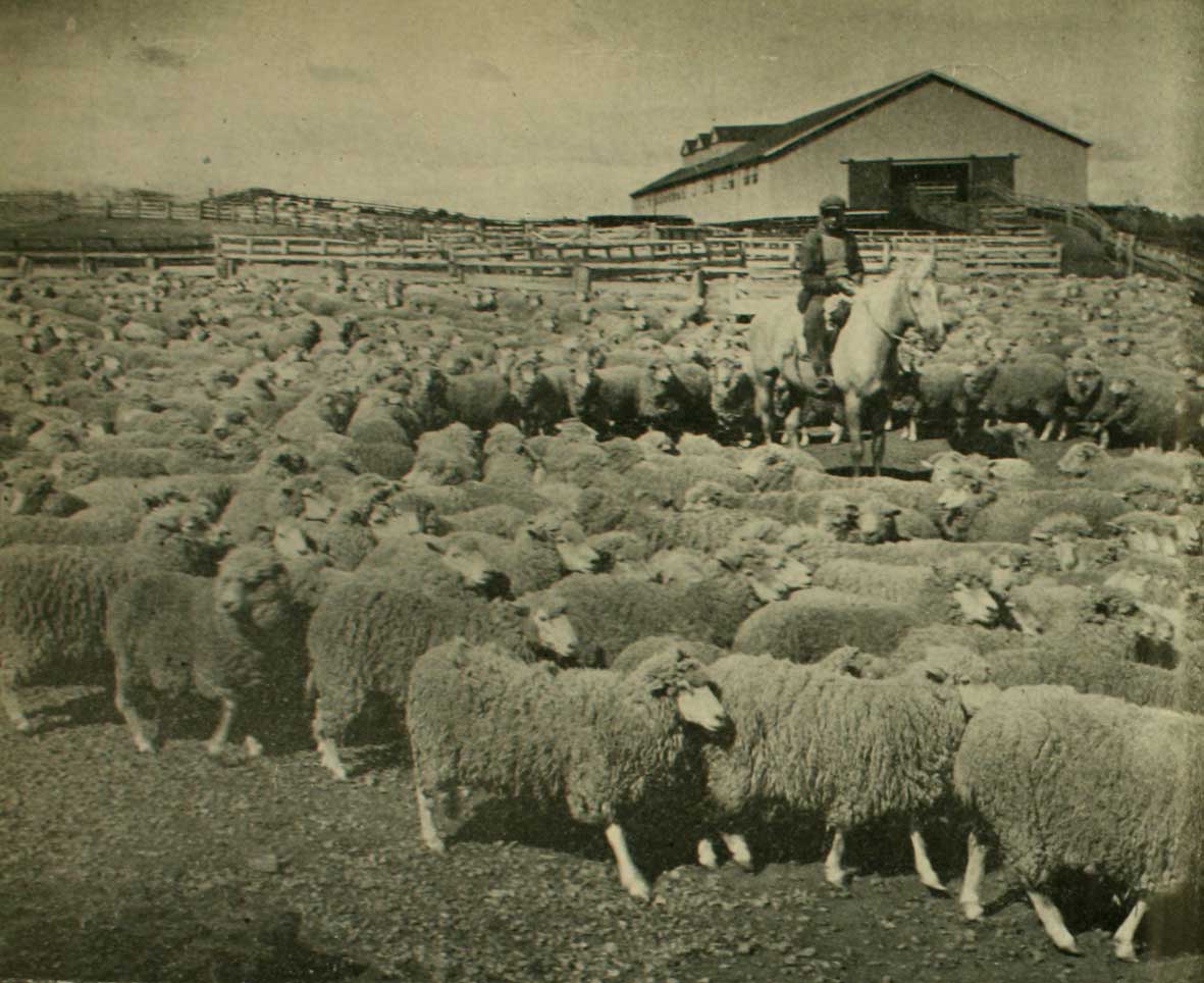 La economía ovejera en Magallanes (1876-1930)