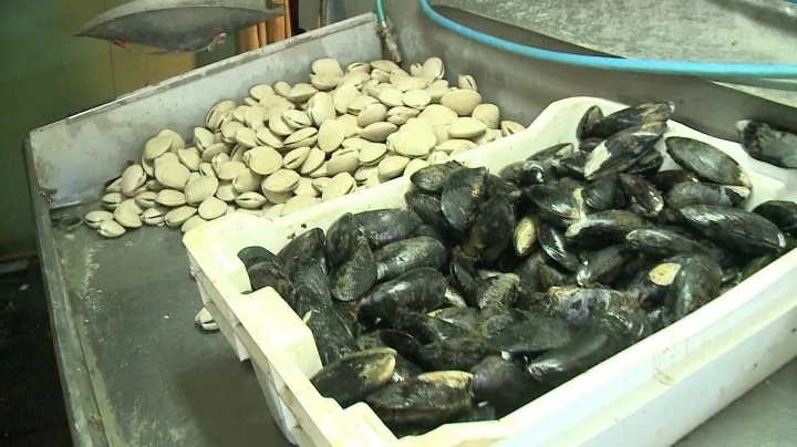 Aumentan decomisos de mariscos y llaman a exigir certificado de análisis por marea roja