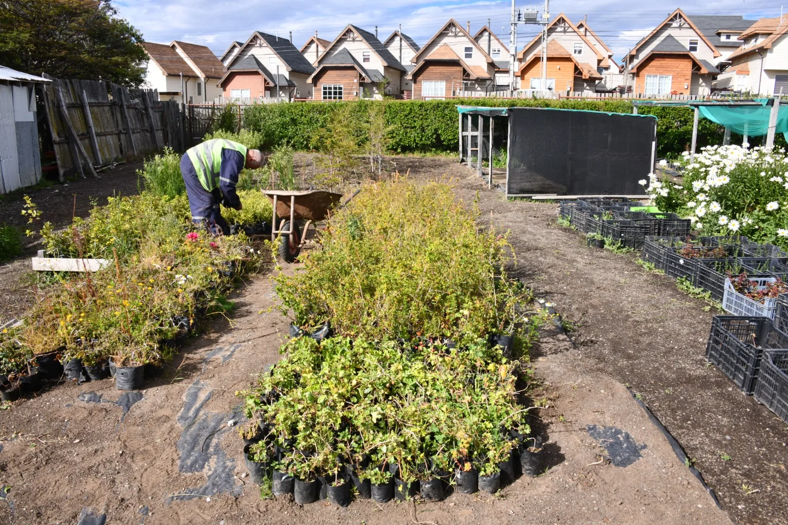 Vivero Municipal proyecta poder producir cerca de 10 mil plantas para este año 2024