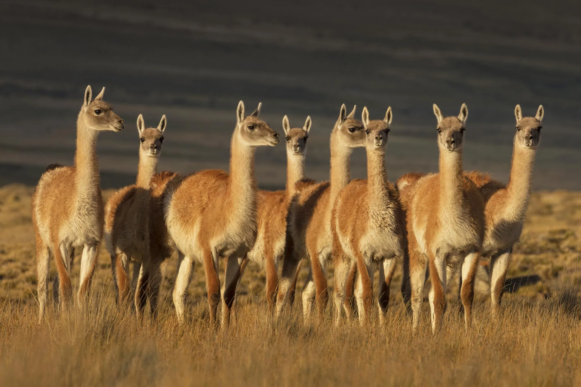 Hay 3.5 millones de guanacos en la Patagonia y cada vez menos ovejas y personas (Por Claudio Andrade)