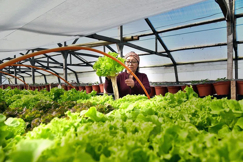 Cultivos hidropónicos revolucionan la agricultura en Magallanes desde Natales hasta el Cabo de Hornos