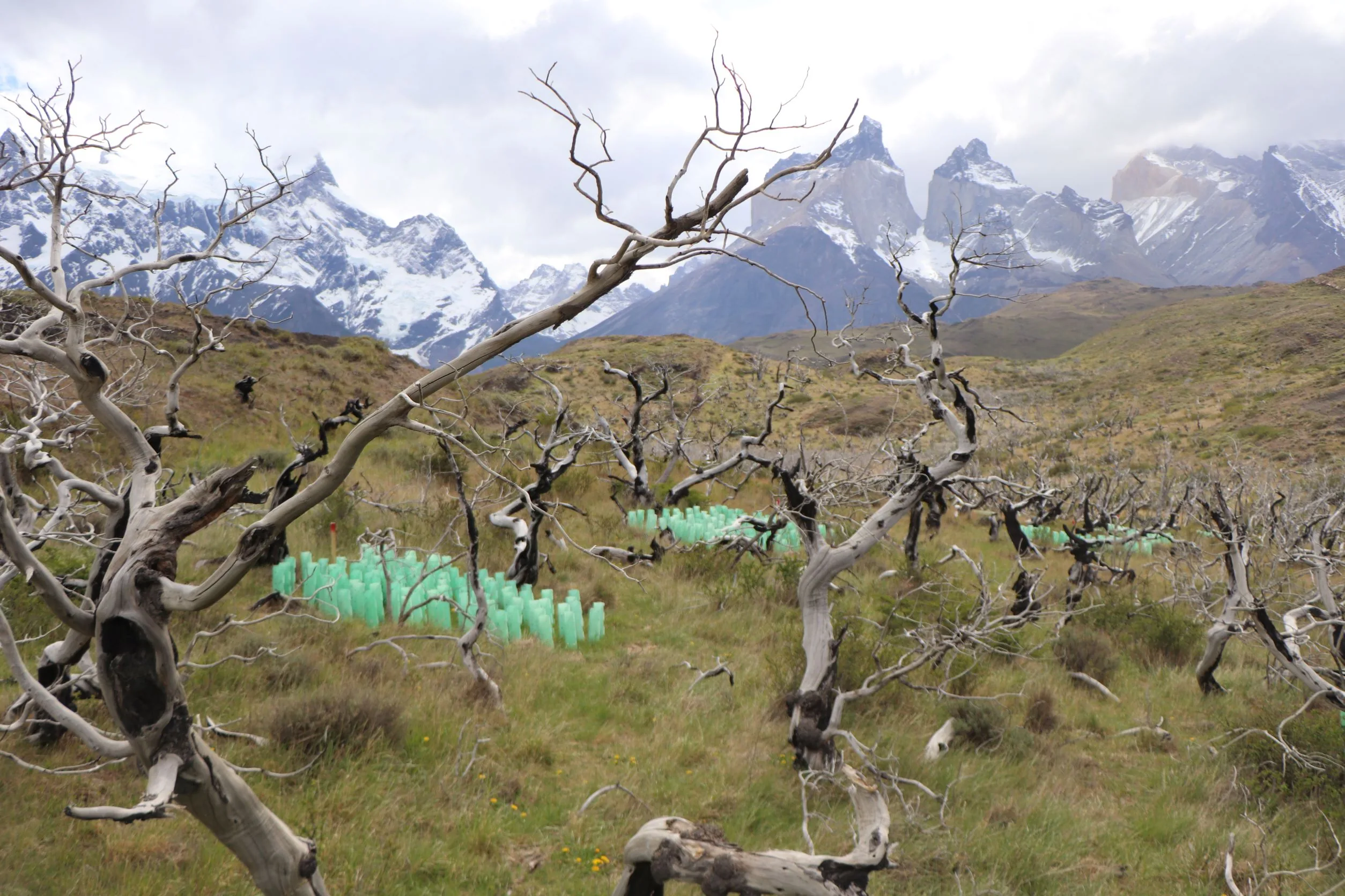 Con plantación de 20 mil lengas en Torres del Paine finaliza restauración de bosques dañados en incendios