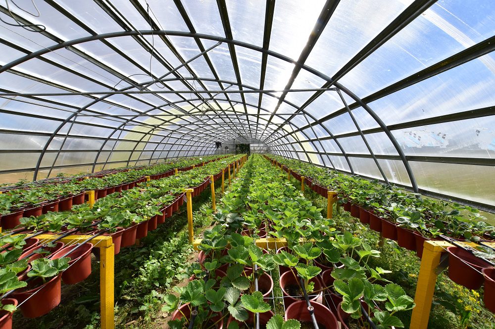 Aprueban convenio para fortalecer la Agricultura Familiar Campesina en Magallanes por $3.200 millones