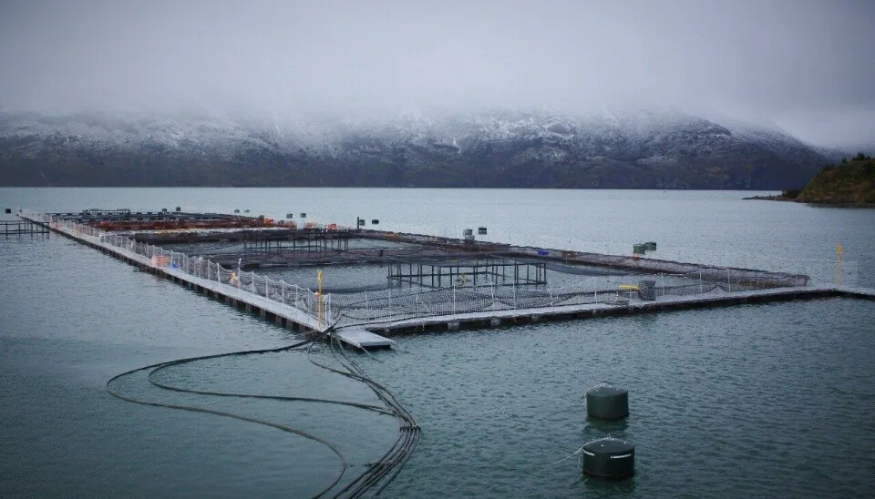 Las críticas de la industria salmonera al Gobierno por paralizar proyectos y llevarlos a cero