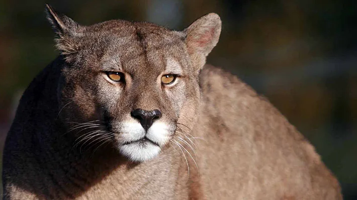 SAG y Carabineros investigan muerte y desmembramiento de puma dentro de Parque Torres del Paine