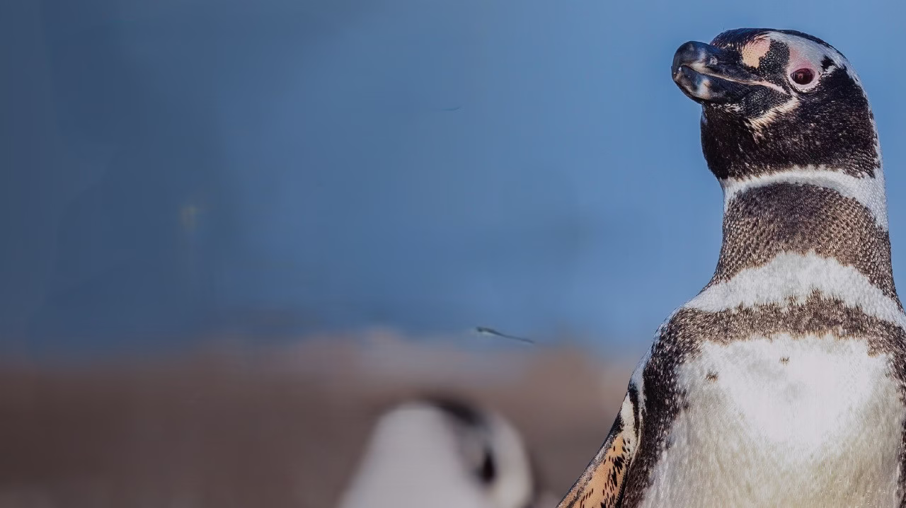 En Chubut esperan la llegada del pingüino de Magallanes