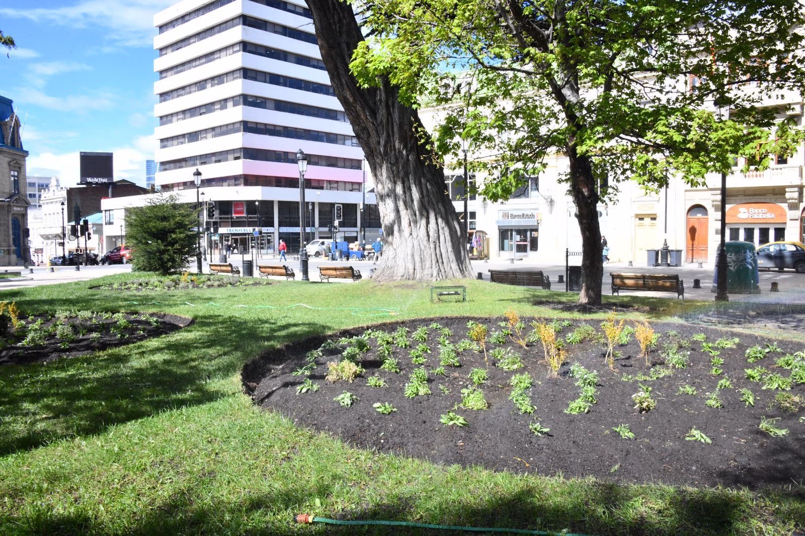 Municipio inició la plantación de más de 9.400 flores en distintas plazas de Punta Arenas