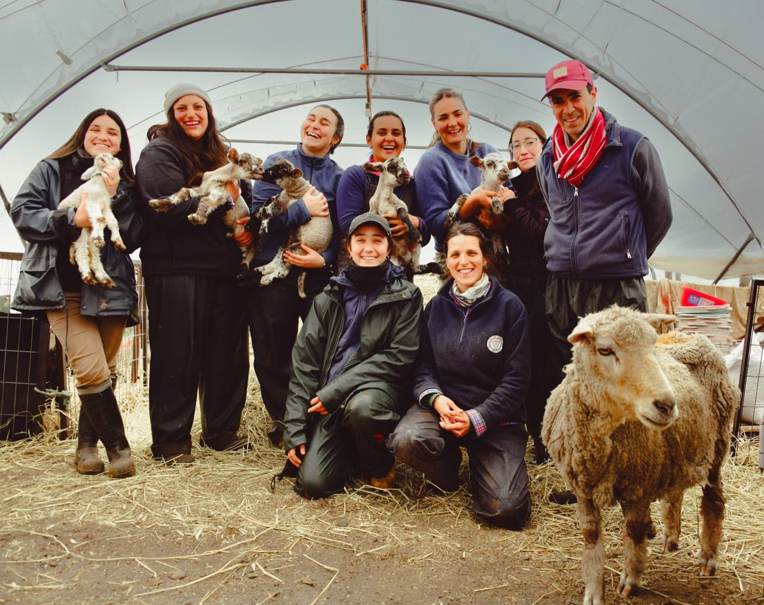 La historia de las estudiantes uruguayas que están salvando ovejas en la Patagonia  