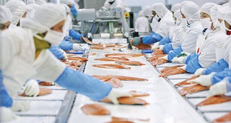Industria del salmón amortigua crisis laboral y se consolida como pilar económico en Magallanes ante desempleo