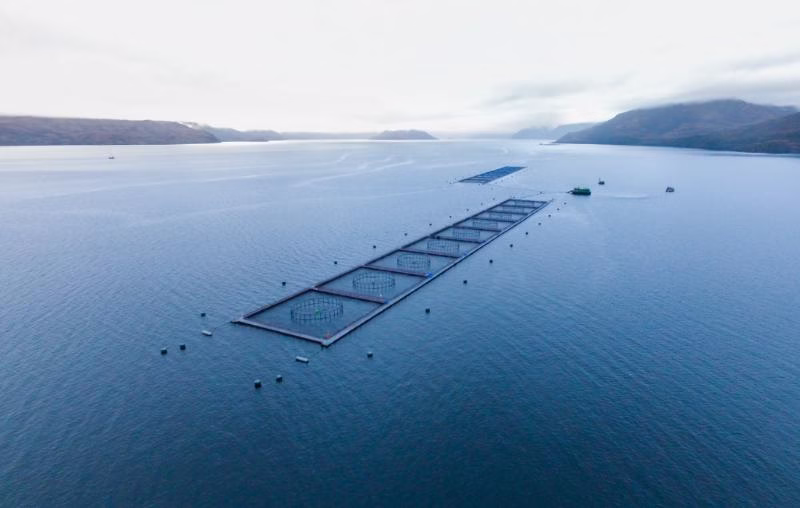 Relocalizaciones acuícolas: La llave para destrabar la industria del salmón y que podría redefinir el futuro de la región