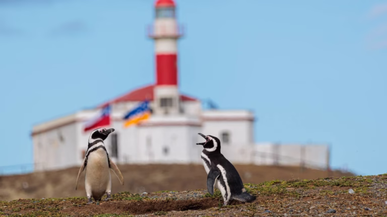 Pingüinos de Isla Magdalena: Fue presentado recurso contra Conaf y SBAP por falta de estudios y fiscalización
