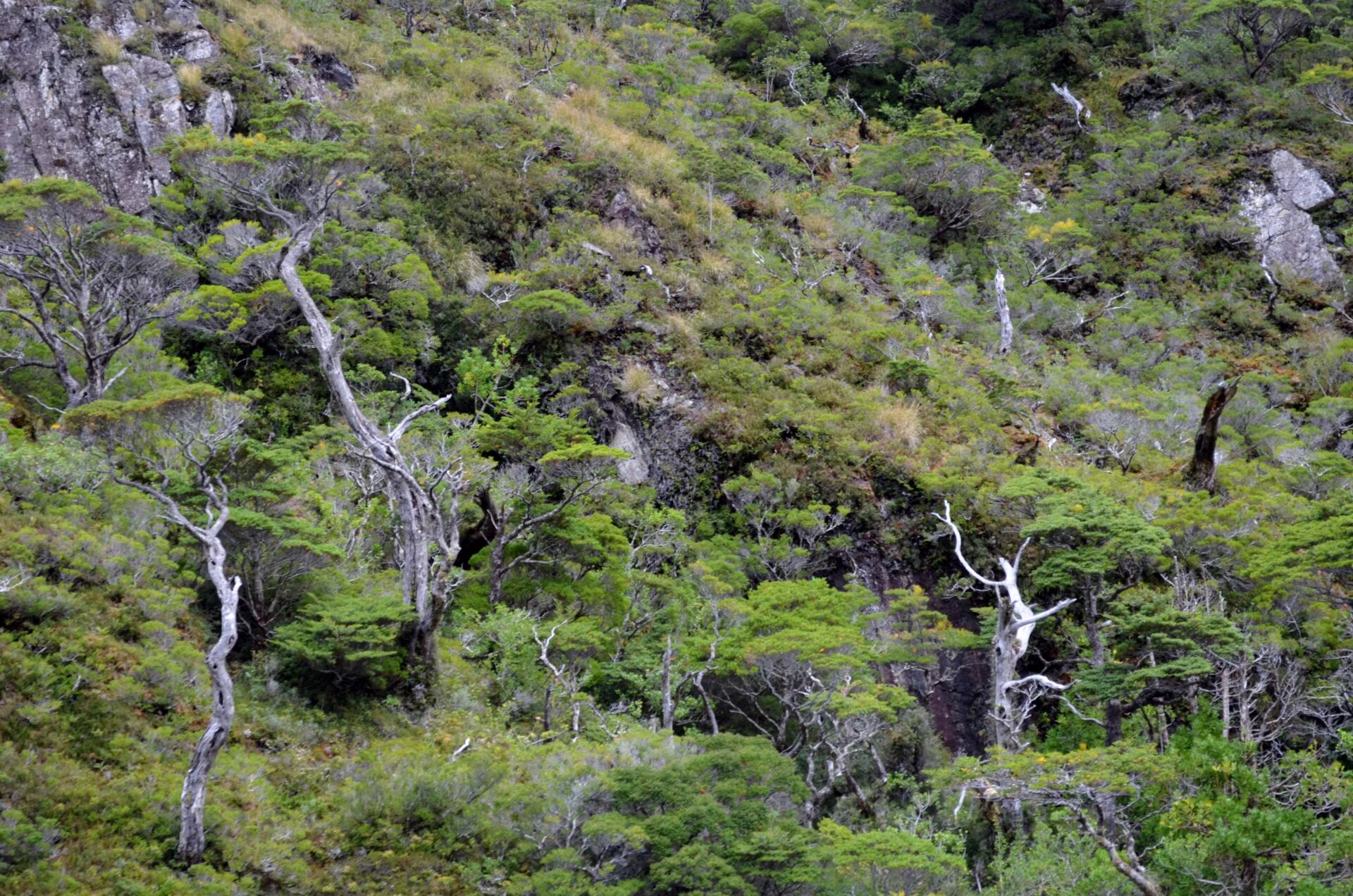 CONAF oficializó el Plan de Manejo del Parque Nacional Kawésqar