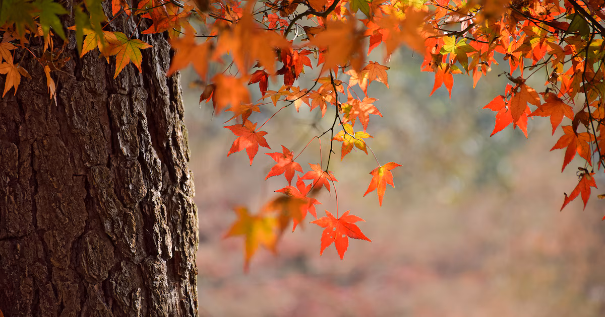 Este viernes se terminó el verano y equinoccio marca el inicio del otoño
