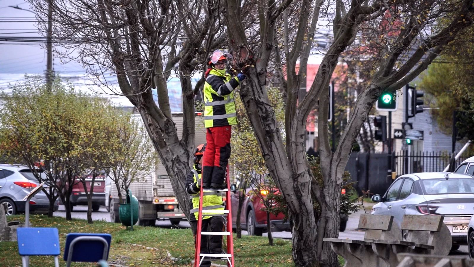 Comienzan trabajos de poda de más de mil árboles en espacios públicos de Punta Arenas