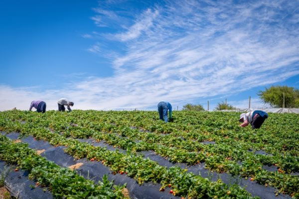 Encuesta Nacional Agropecuaria: superficie sembrada o plantada se estima en 1.103.960 hectáreas